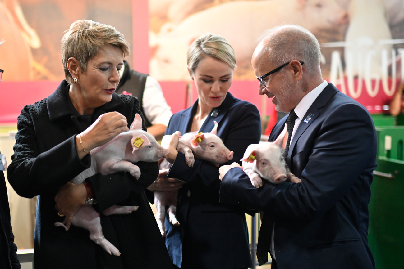 Politicians and piglets
