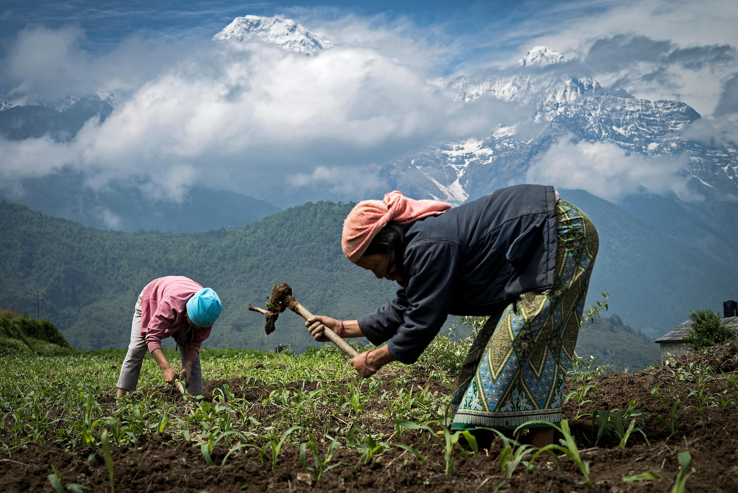 Nepalesische Frauen arbeiten auf einem Feld