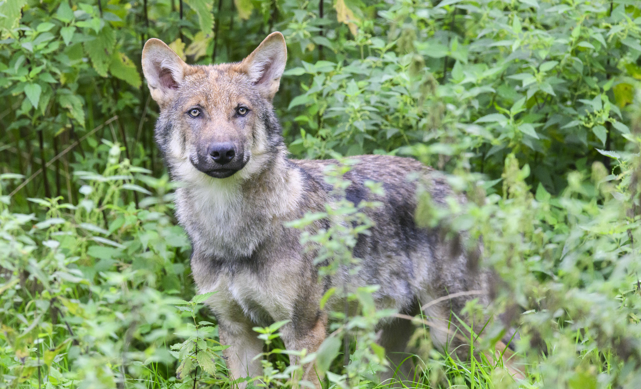First wolf of mass Swiss cull is shot - SWI swissinfo.ch
