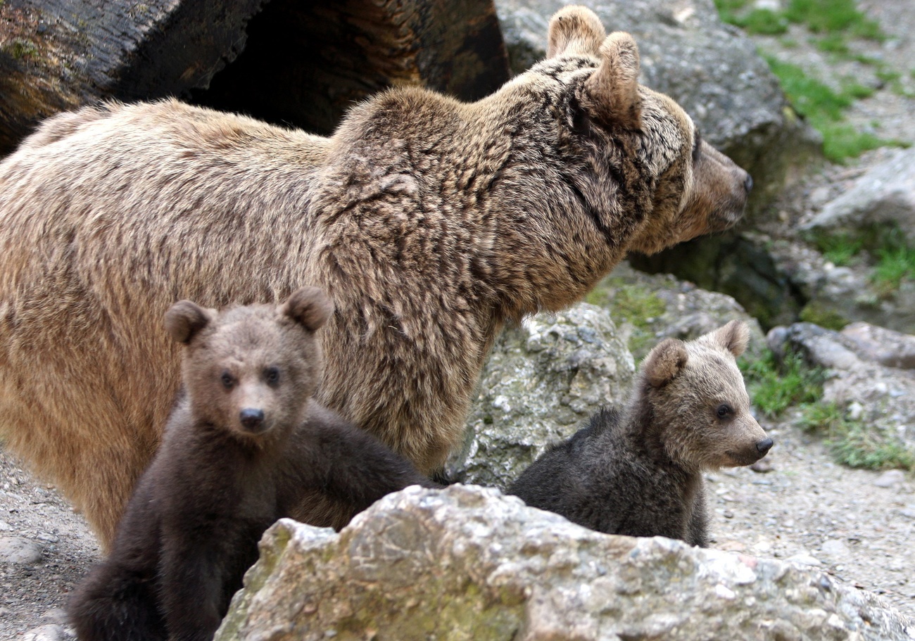Una madre orso con due cuccioli.