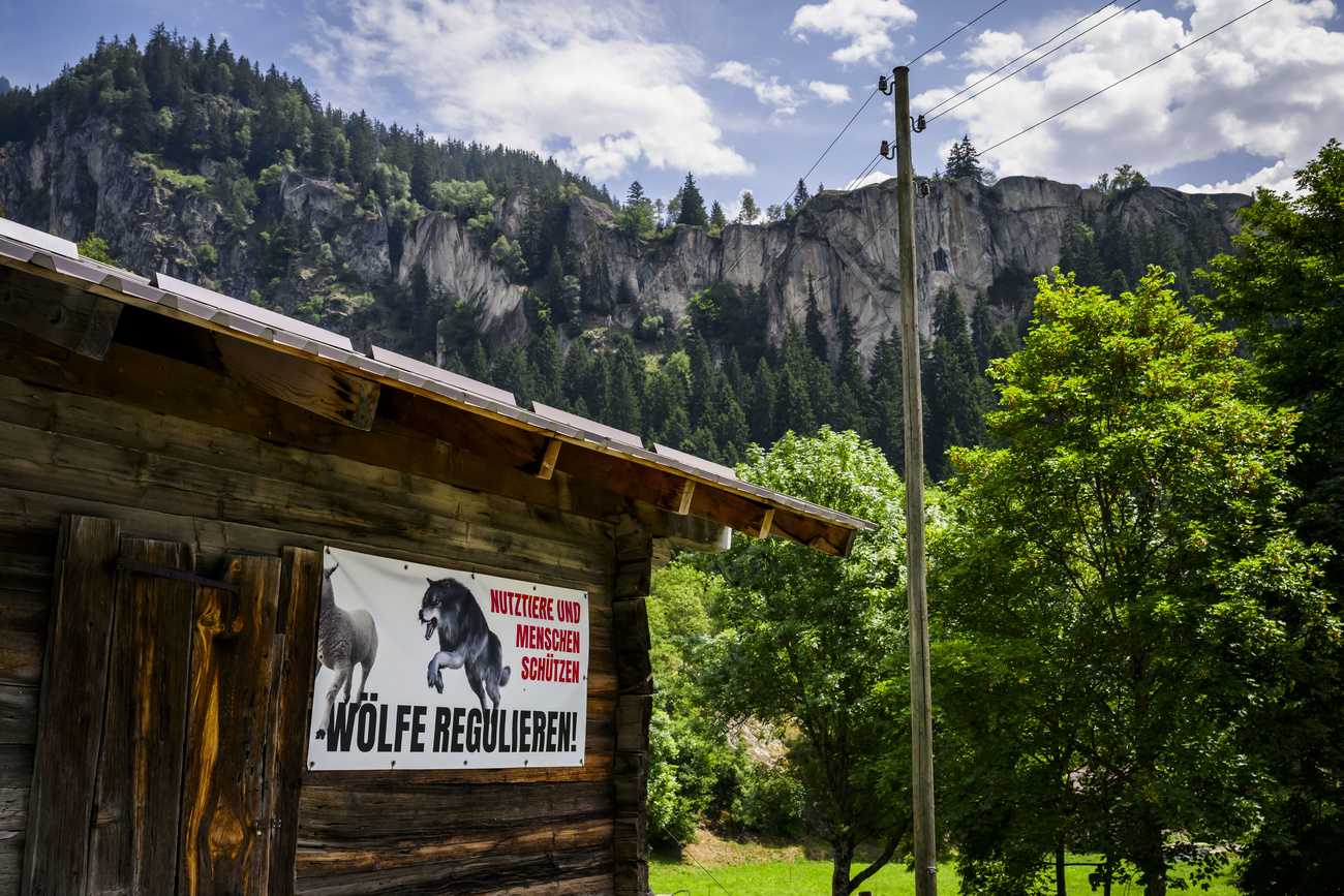 Un cartello appeso su una stalla con la richiesta di regolare la presenza di lupi.