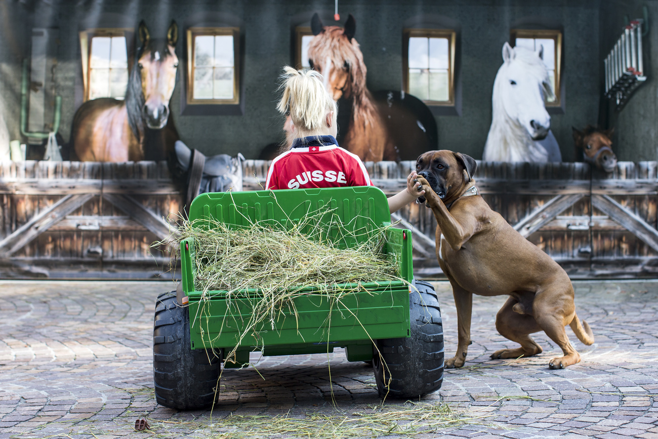 Una bimba su un triciclo in una fattoria.