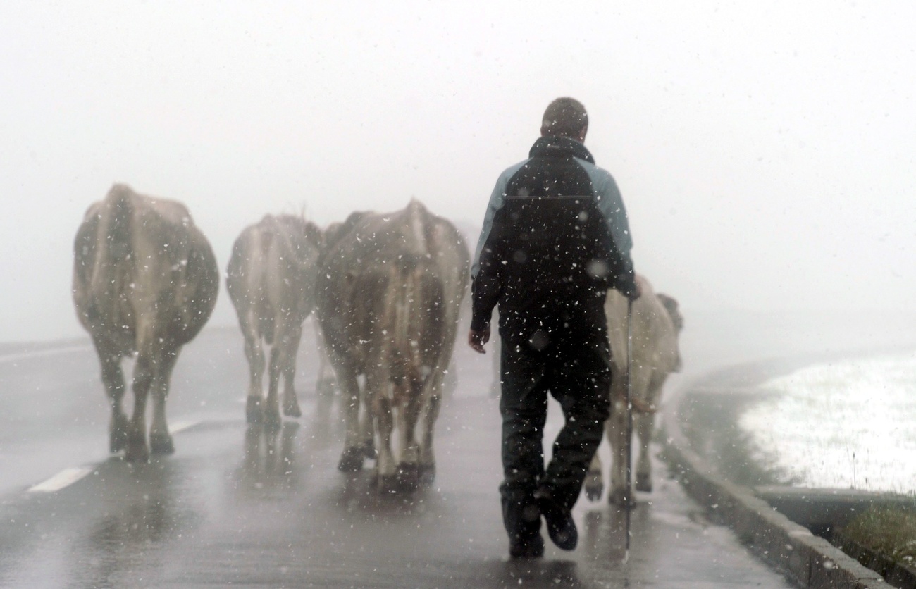 un uomo conduce le mucche sulla strada durante una giornata di neve