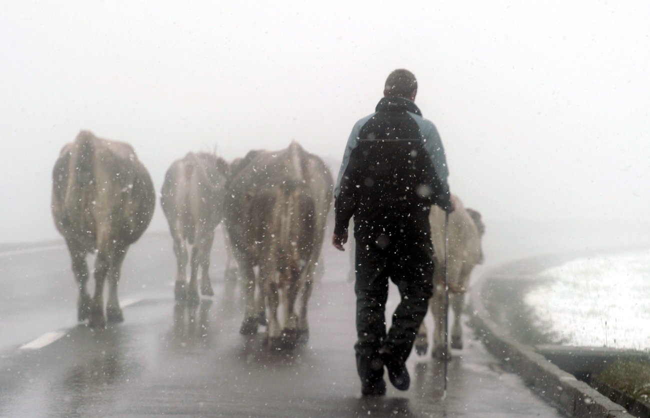 man in snow with cows on a street