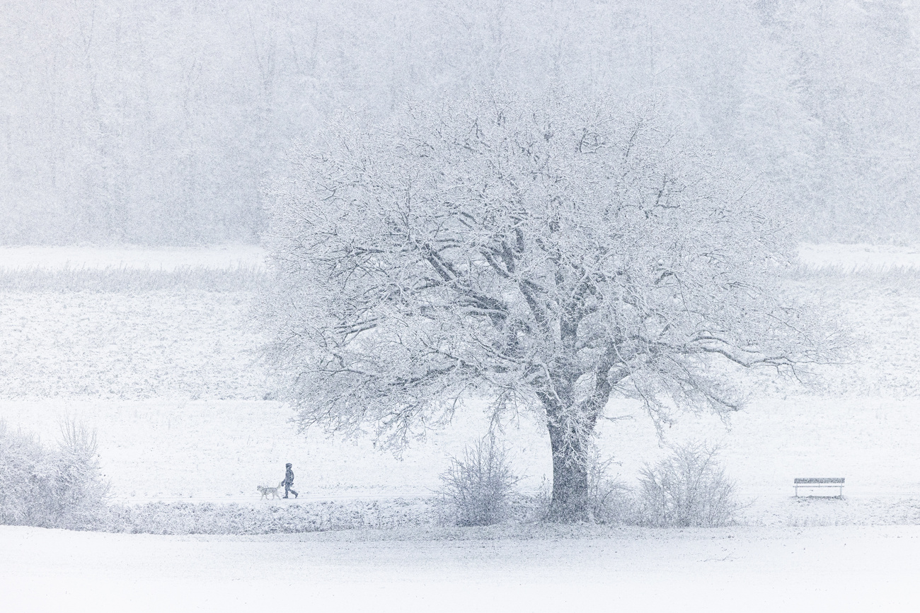 Ein Bild vom Schneefall: Eine Person mit Hund unterwegs, ein grosser Baum in der Mitte