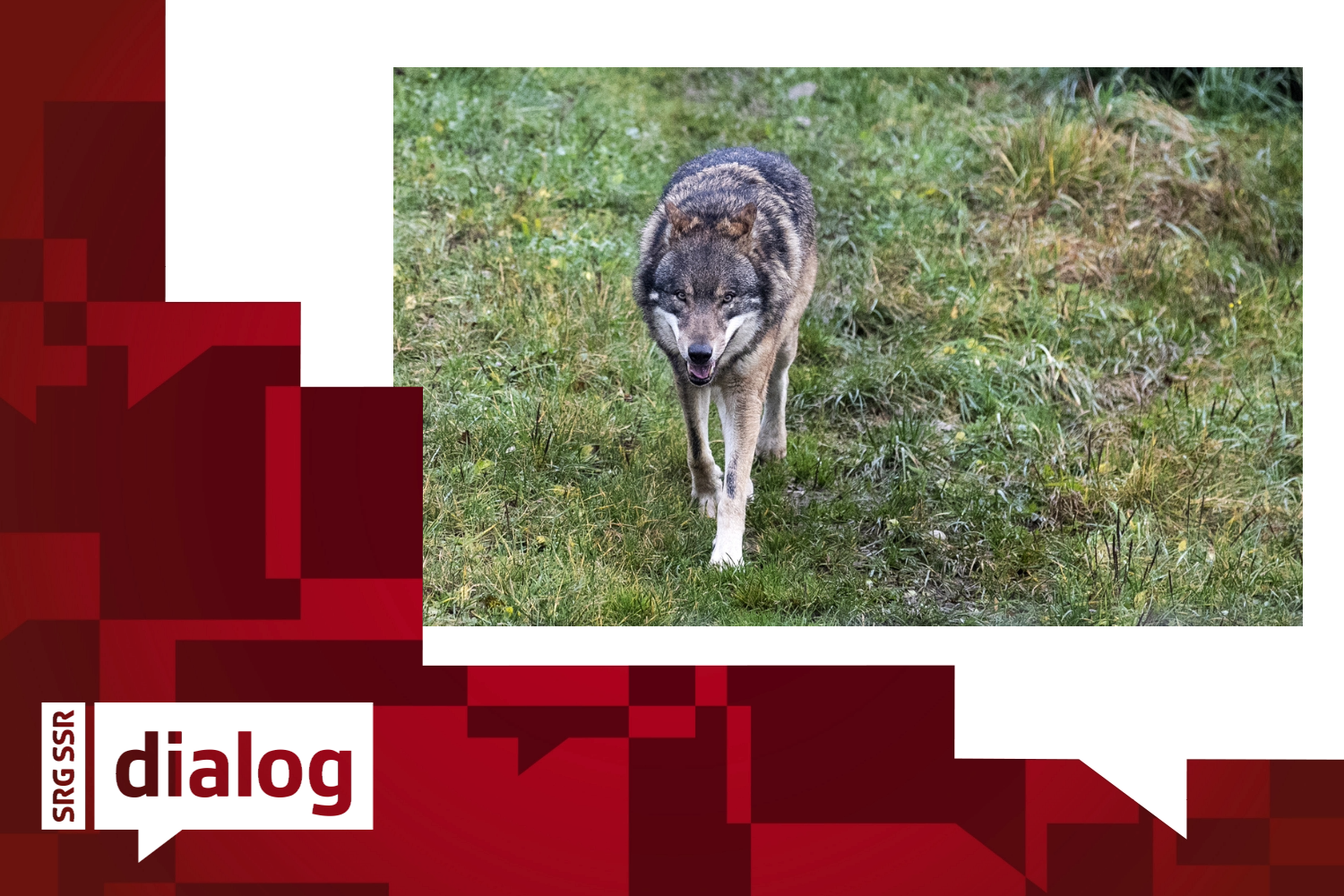 Ein Wolf läuft über eine grüne Wiese