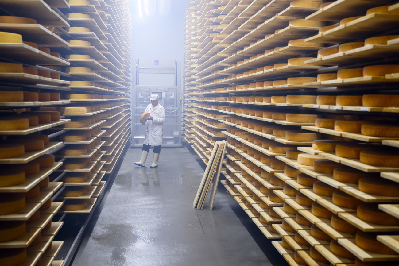 Interno di un magazzino di formaggio