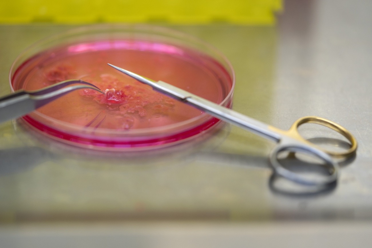 Il futuro passa dalla carne prodotta in laboratorio?