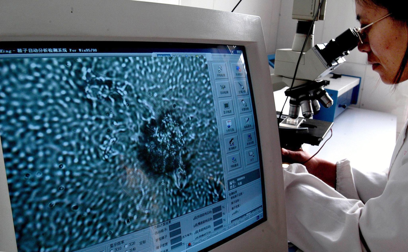 Spermatozi visti da un microscopio