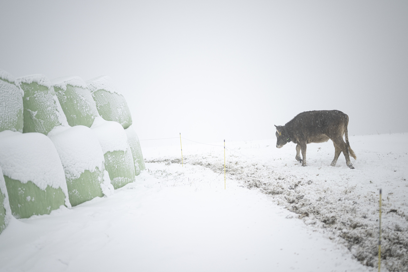 Cow in the snow in Switzerland