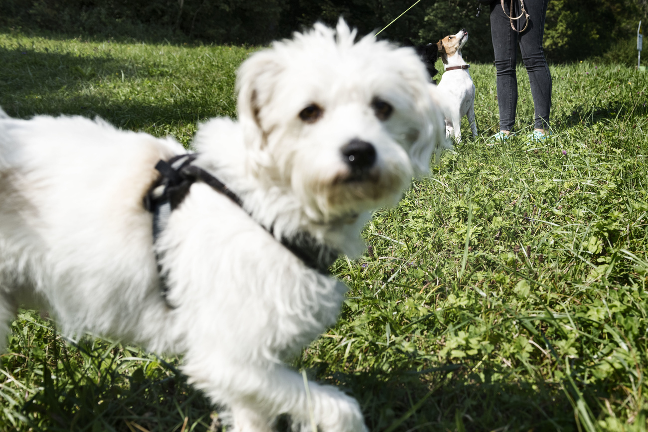 Puppy out for a walk with dogwalker in Zurich