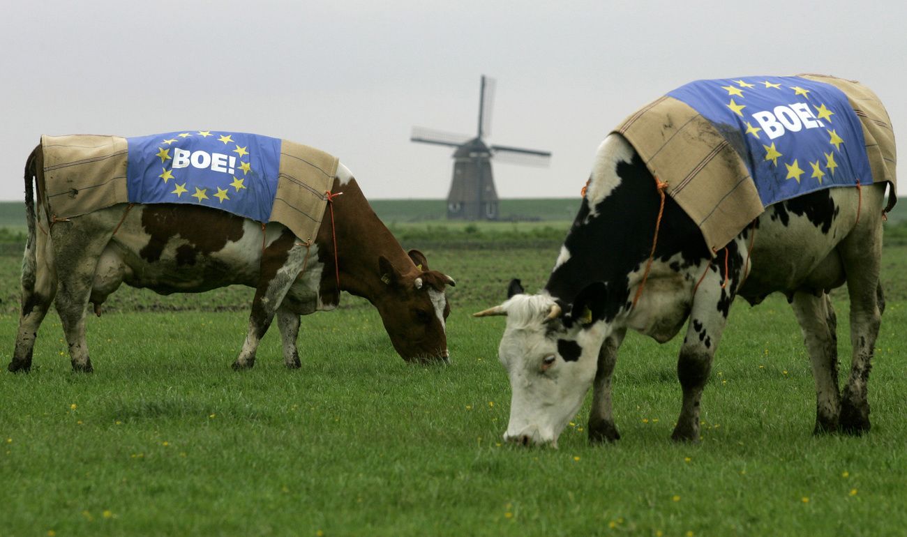cows in front of a windmill