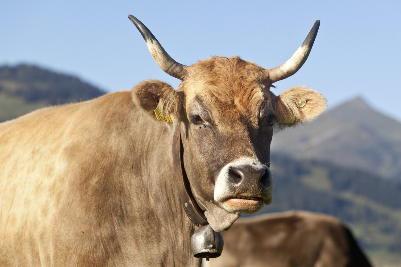 Une vache dans un pré