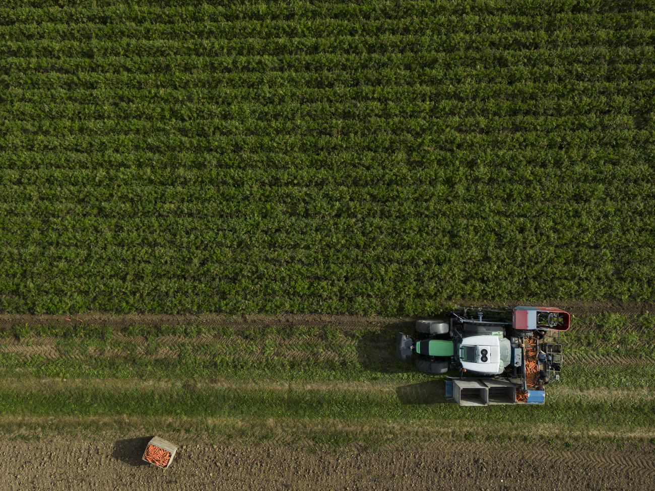 Un terreno agricolo coltivato a carote.