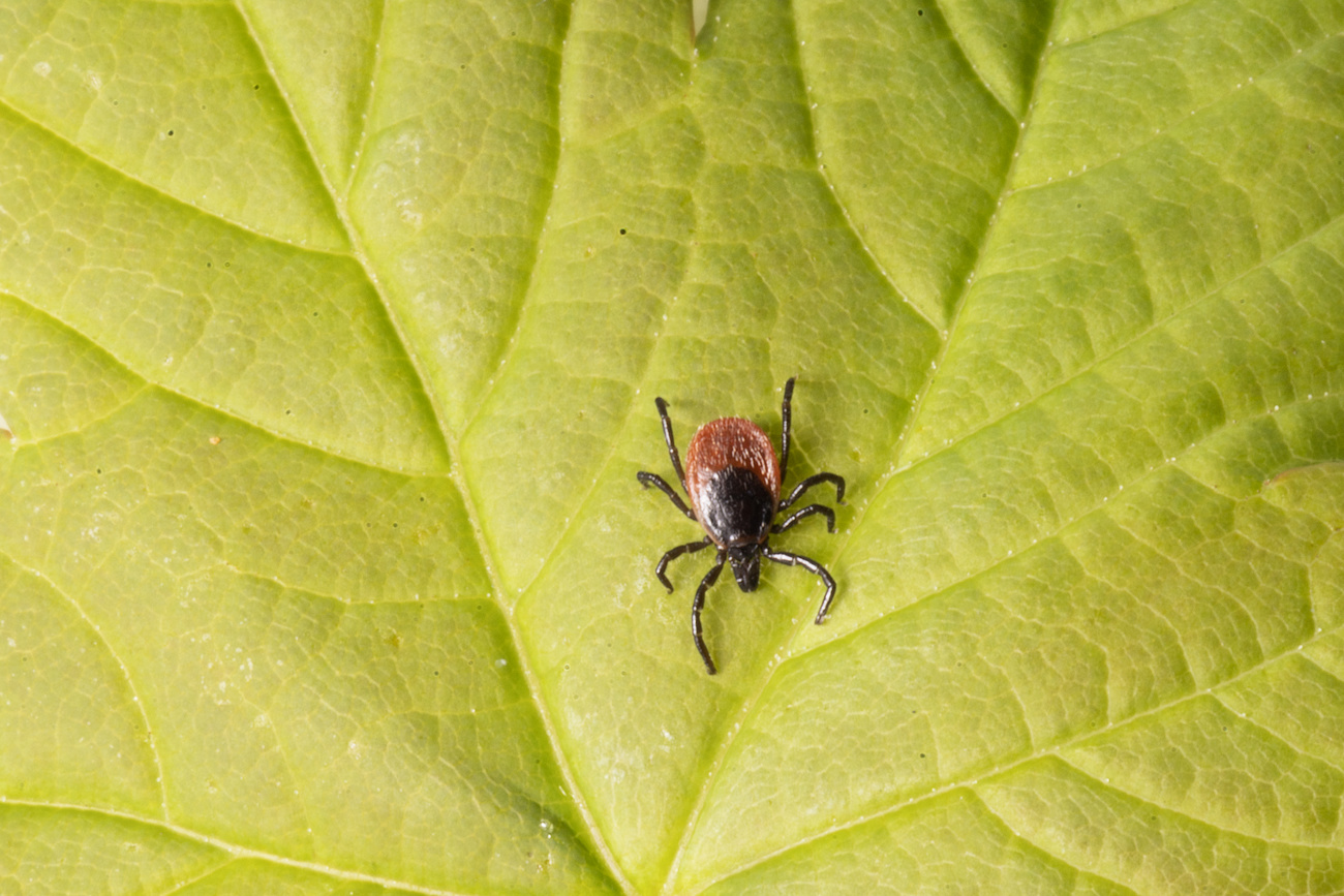 Tick on a leaf