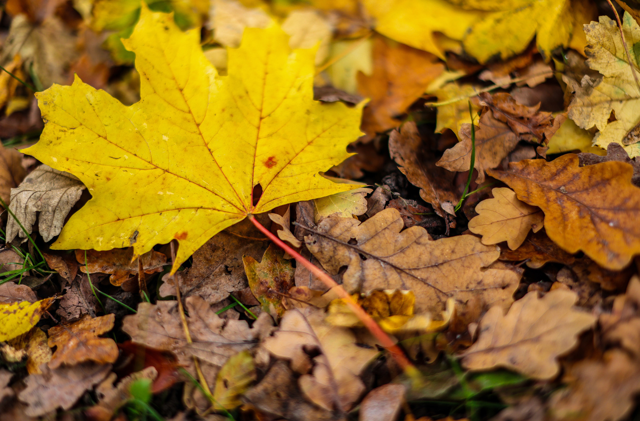 yellow leaf on the ground