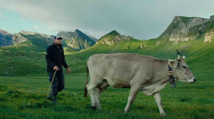 Senn mit einer Kuh auf einer grünen Alp