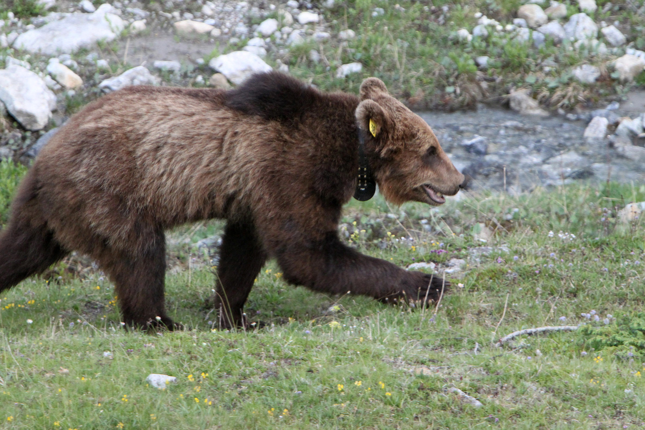 L orso bruno M13, ritratto nei Grigioni nel 2012. 