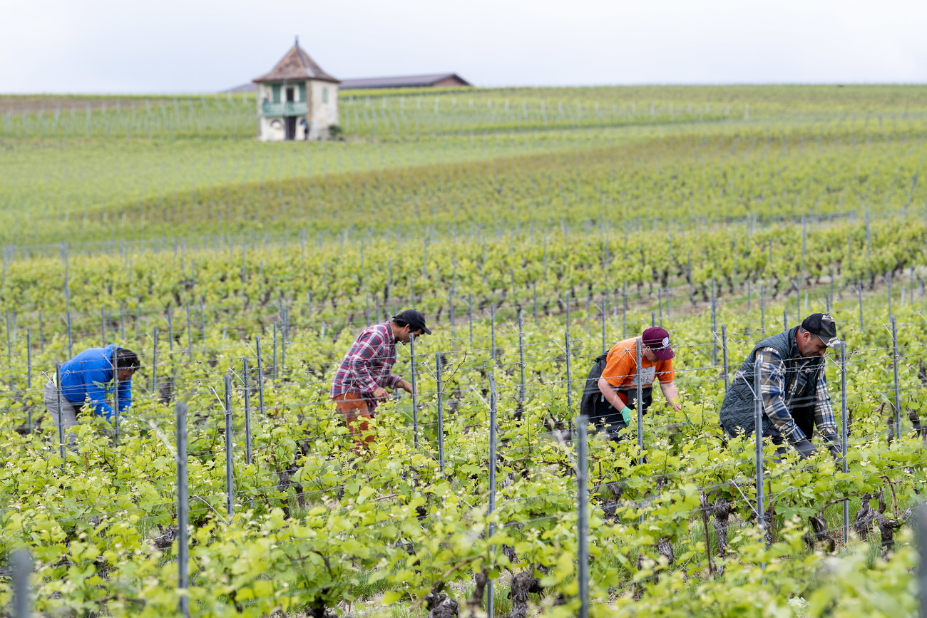 Manodopera impiegata in agricoltura.