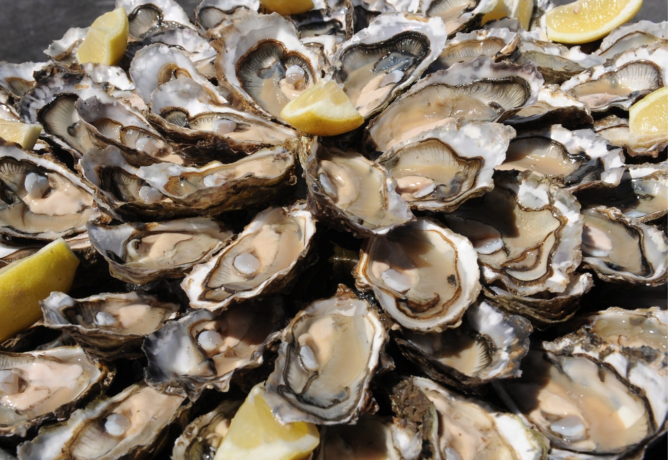 oysters
