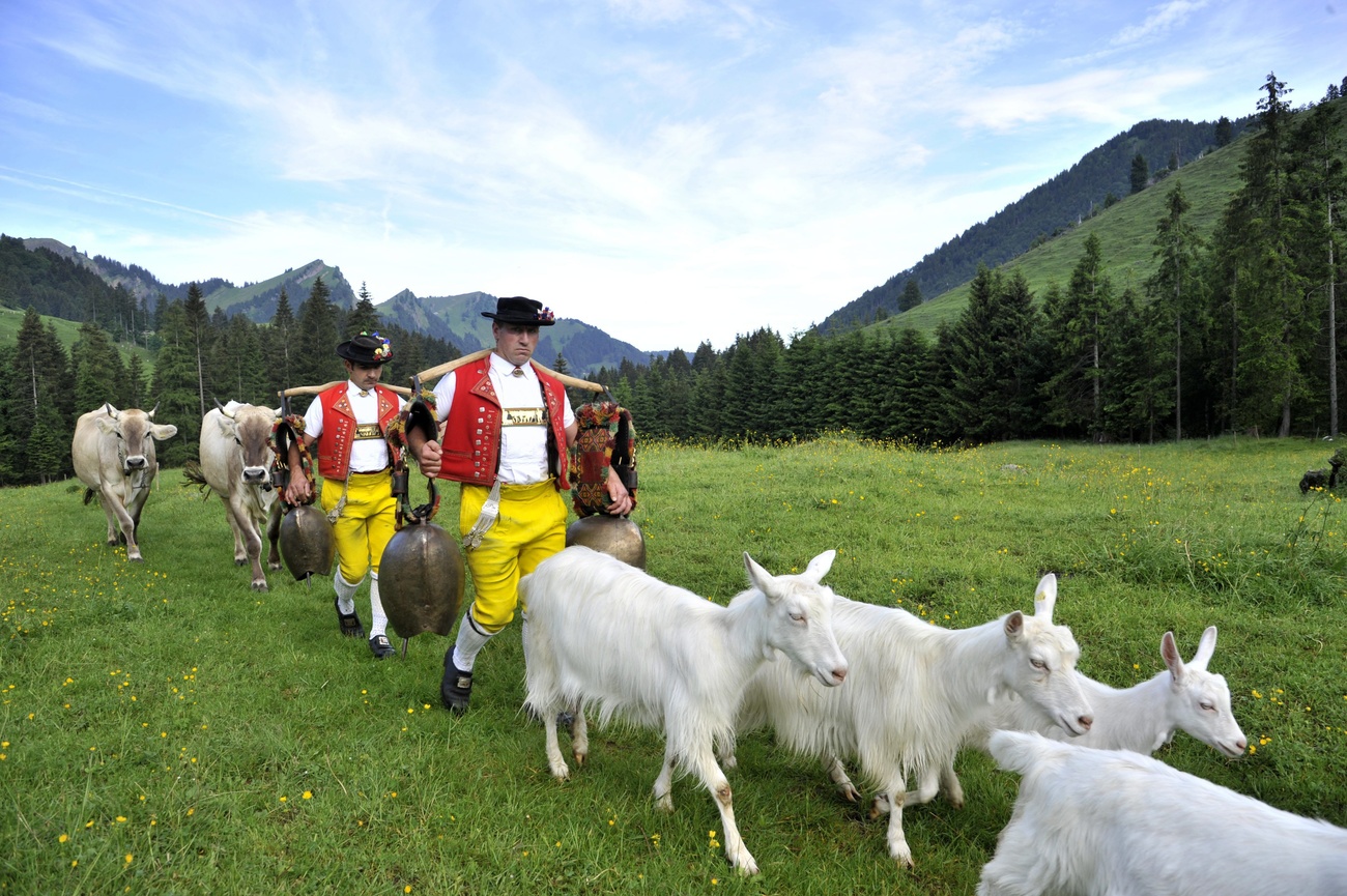 La tradizionale salita in quota del bestiame, qui nel canton Appenzello.