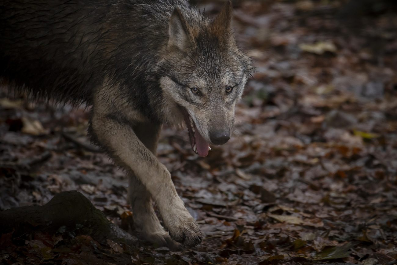 Wolf in Switzerland.