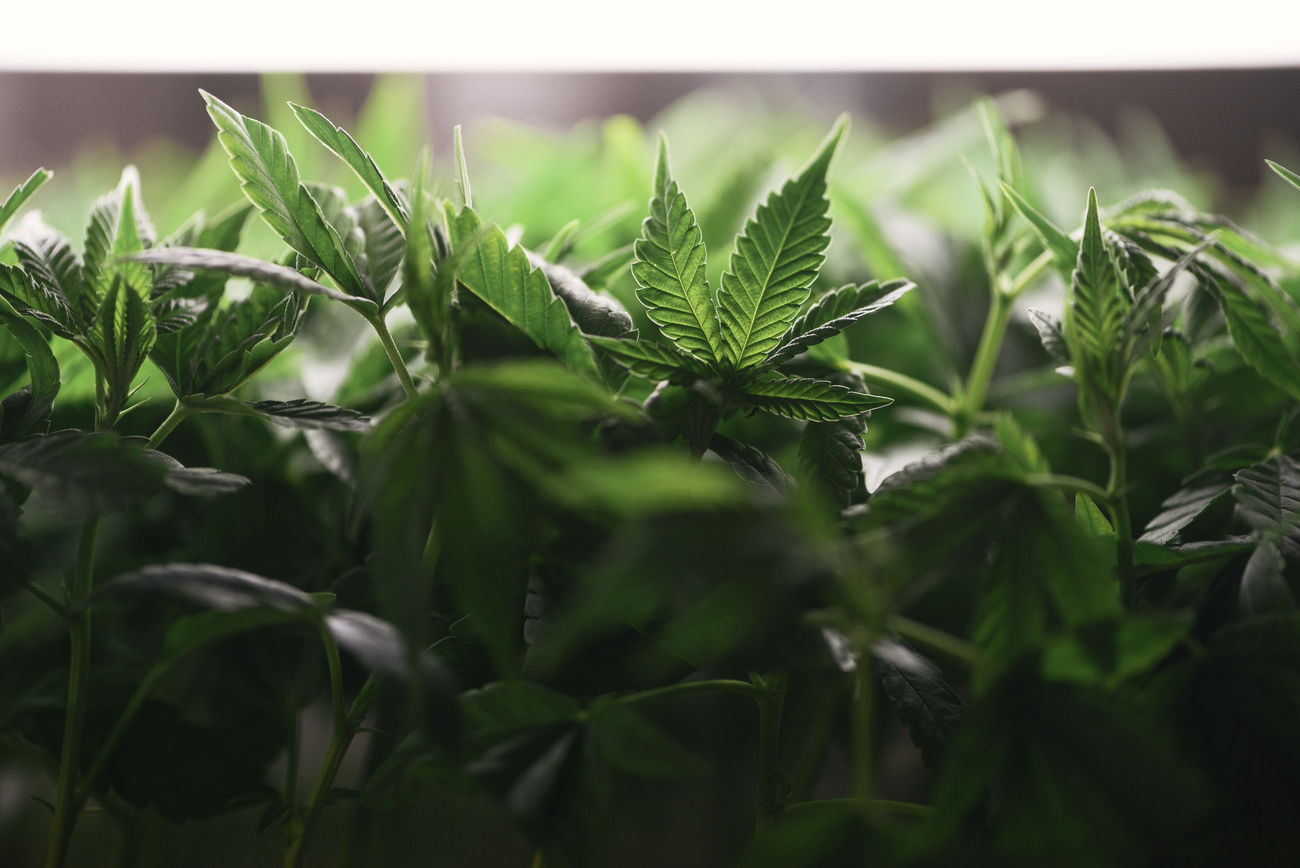 marijuana plant