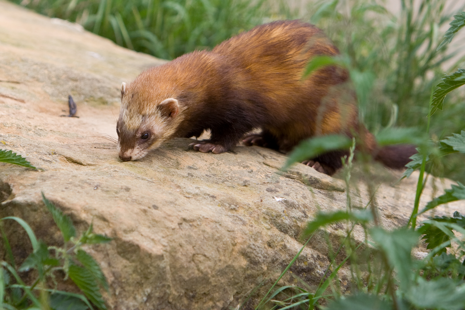 polecat
