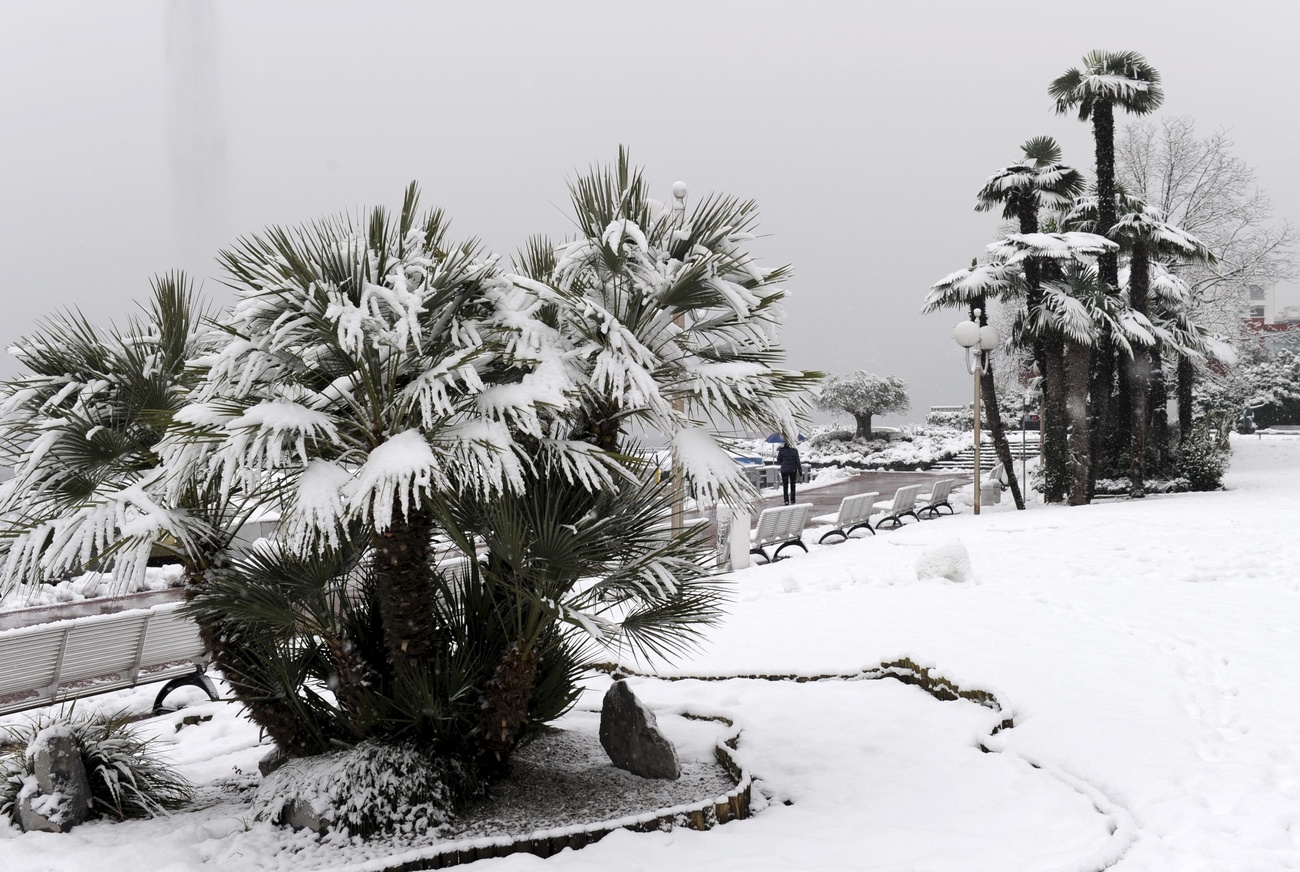 snow and palm trees