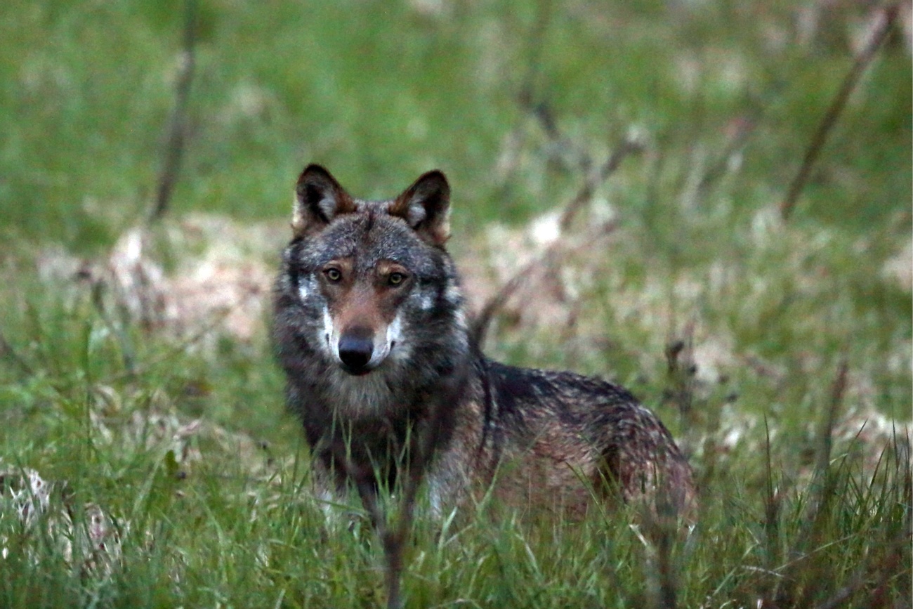 a wolf