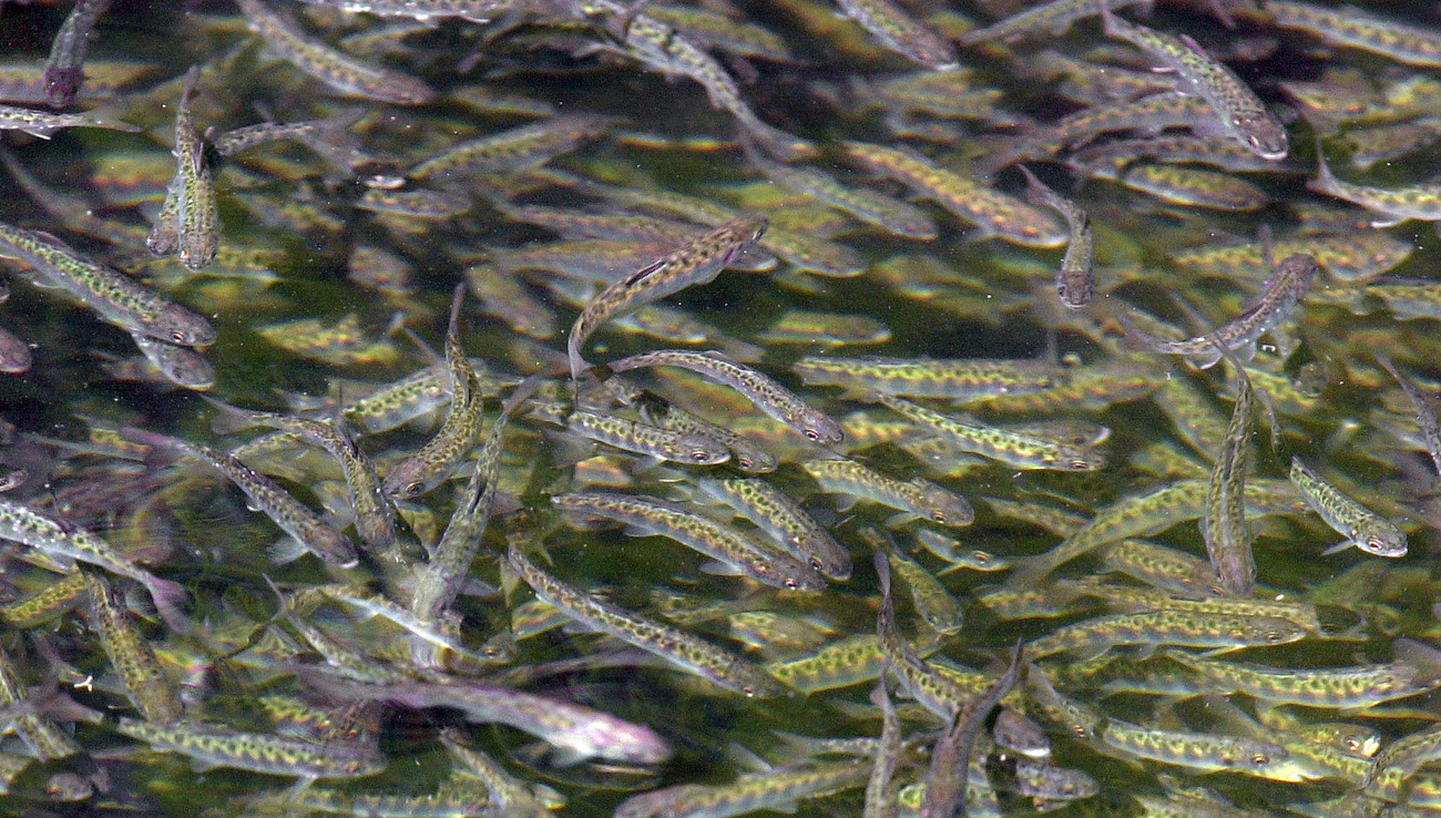Drei Monate alte Chinook-Lachse schwimmen in einem Becken, das mit etwa 800.000 dieser 2-Zoll-Fische überfüllt ist.