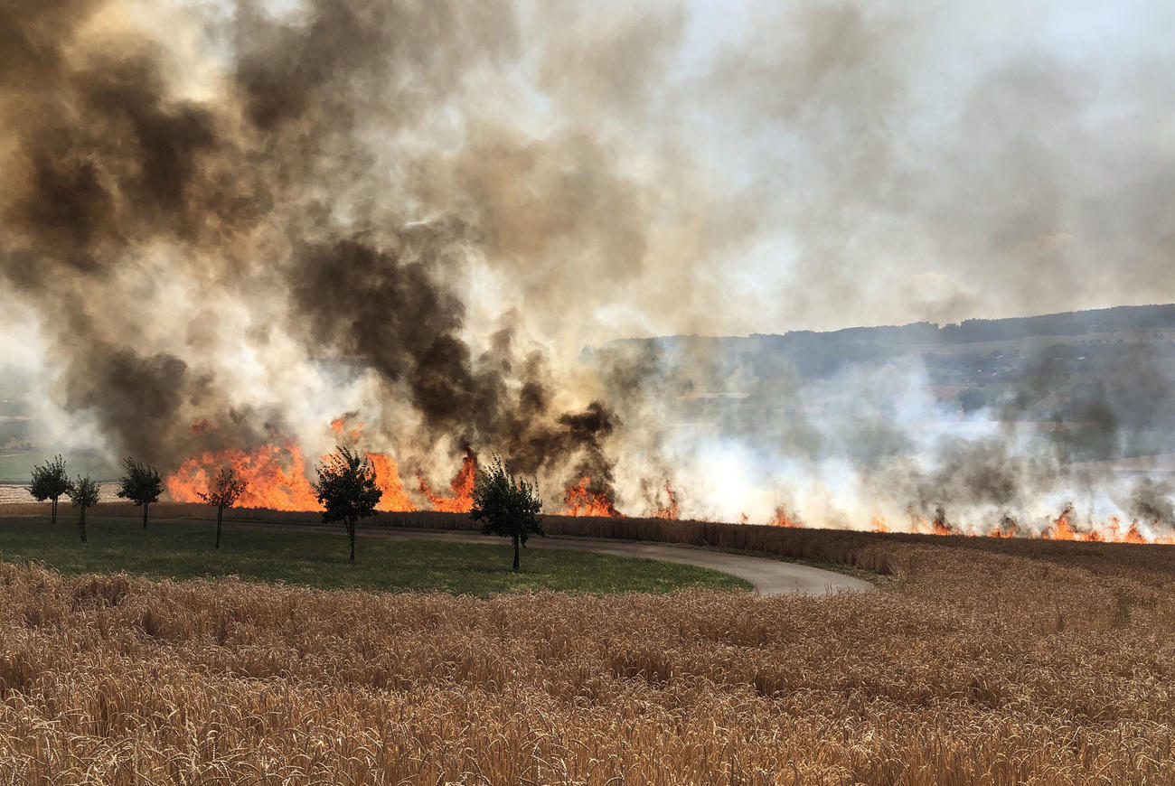 Vista di un campo agricolo con poche aree verdi e fiamme e colonne di fumo che si alzano dalla parte secca