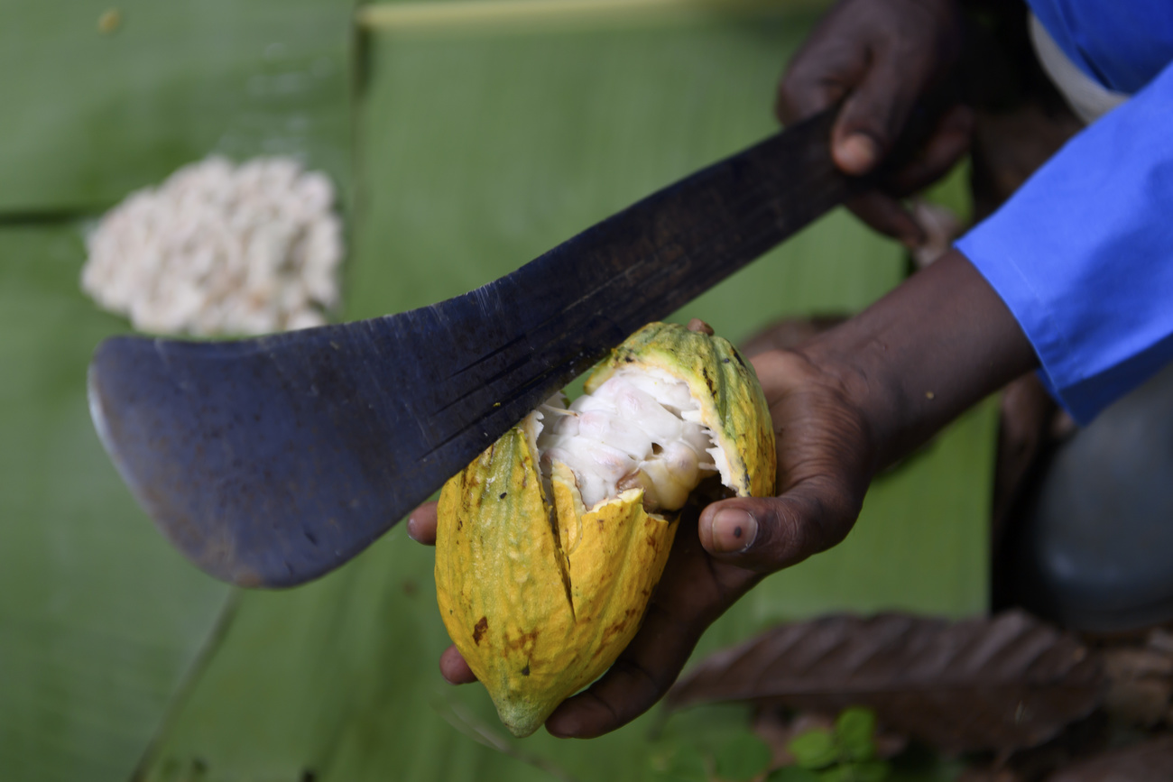 Picture of a person s hands shelling a cocoa bean