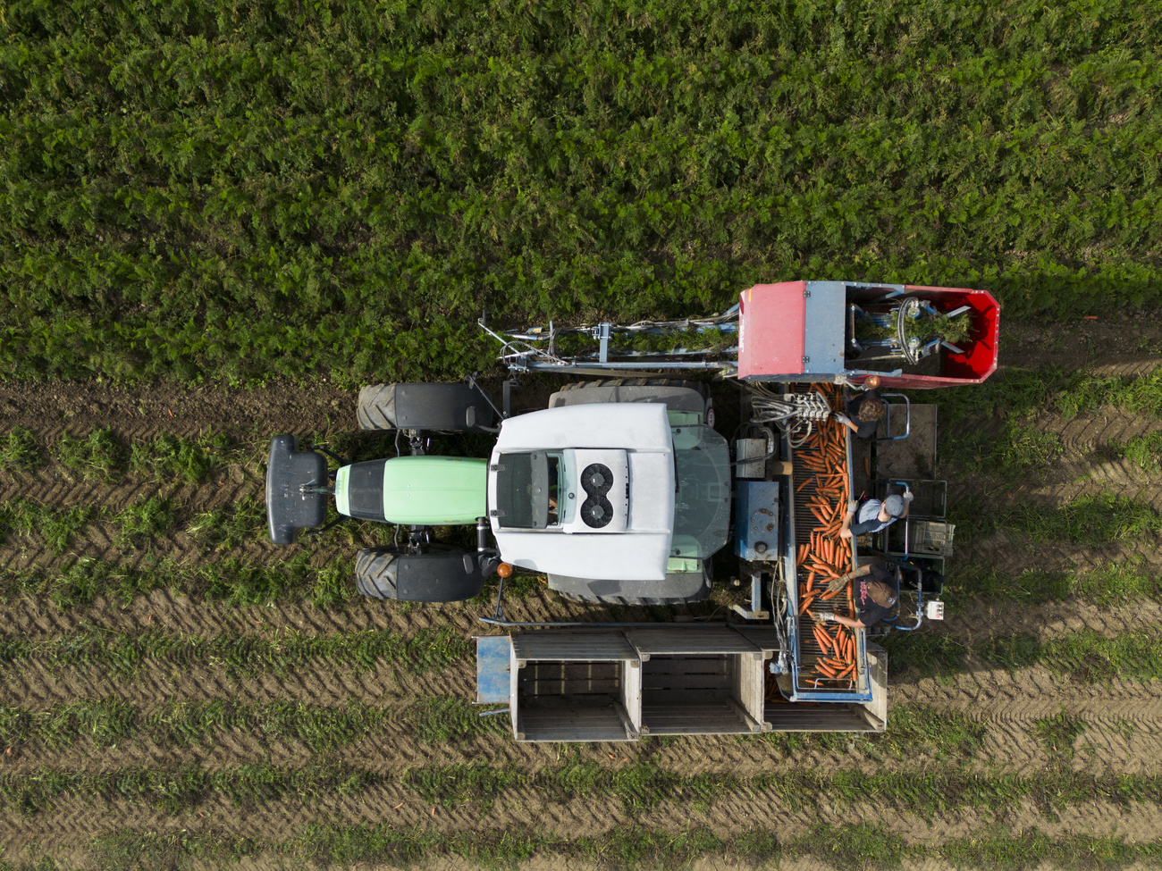 trattore in procinto di raccogliere carote fotografato dall alto