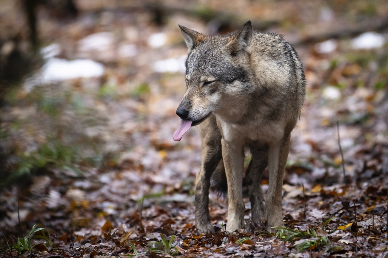 lupo in foresta