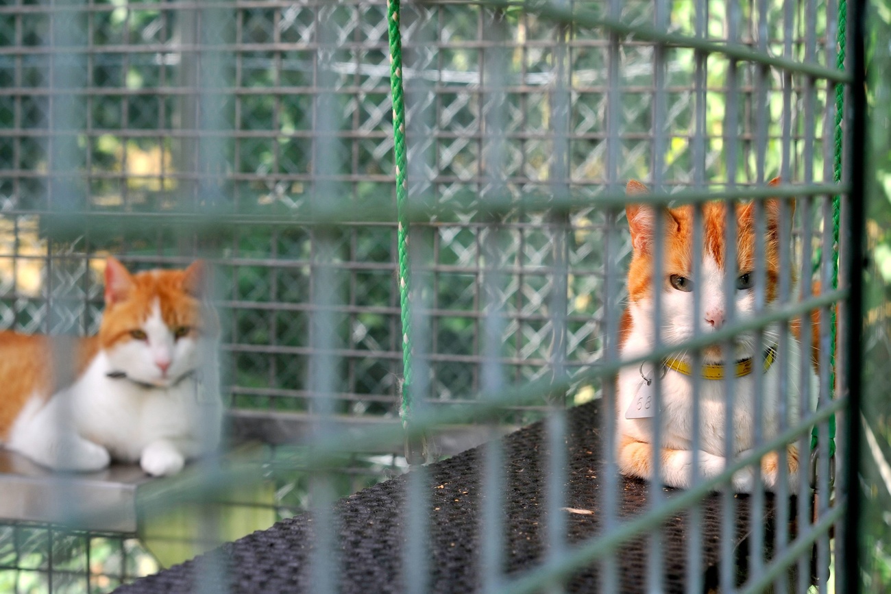 due gatti