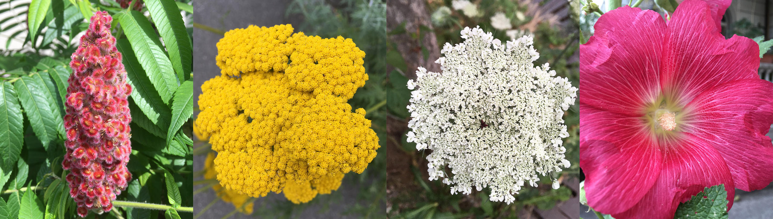市内路边的野花，生活中充满着想看才能看到的细节。摄于苏黎世