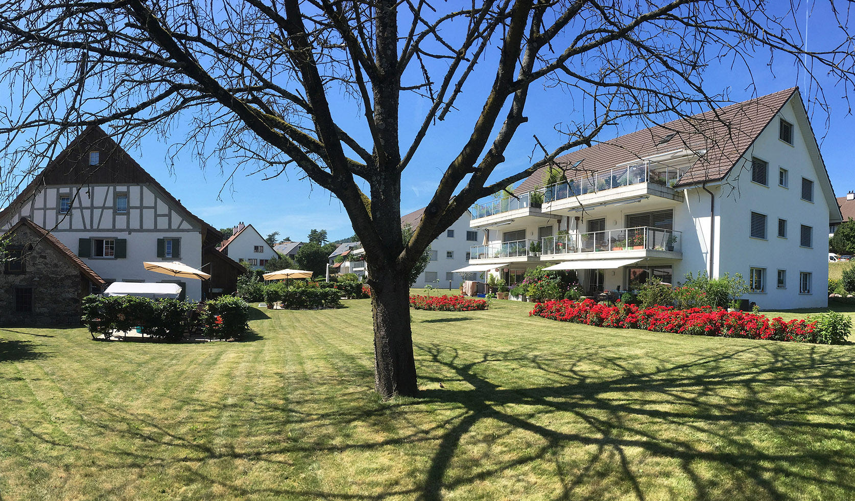 有些树是冬天茂密夏天稀疏也许这颗不是，无论如何景色优美。摄于苏黎世郊外