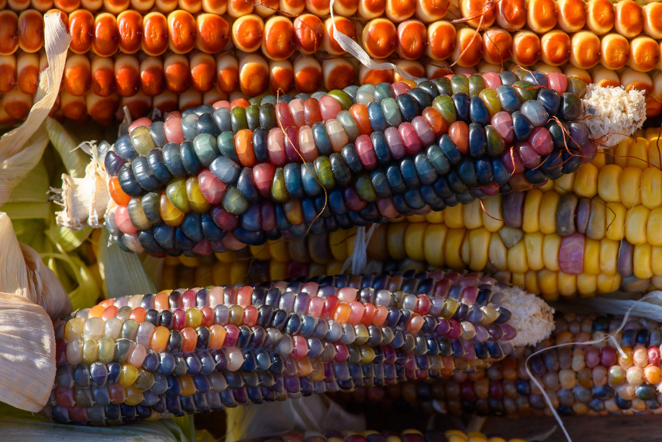 épis de maïs colorés