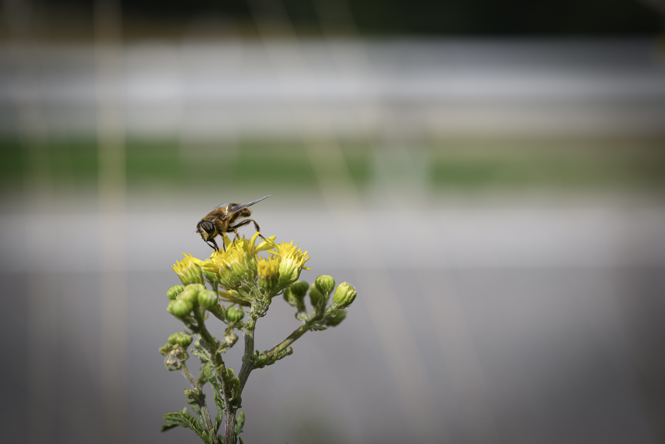 Une abeille au bord de l autoroute