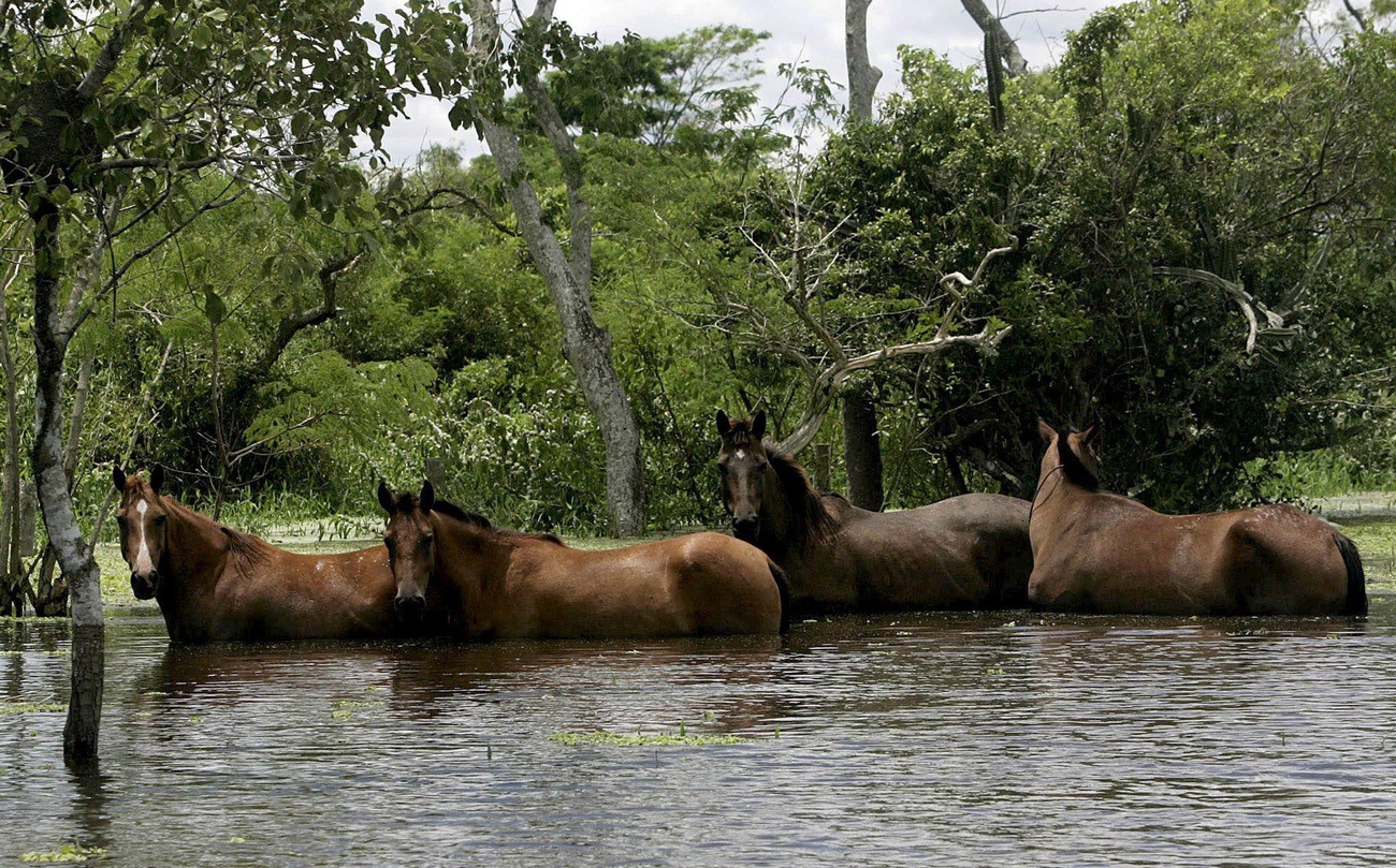 des chevaux dans une lagune