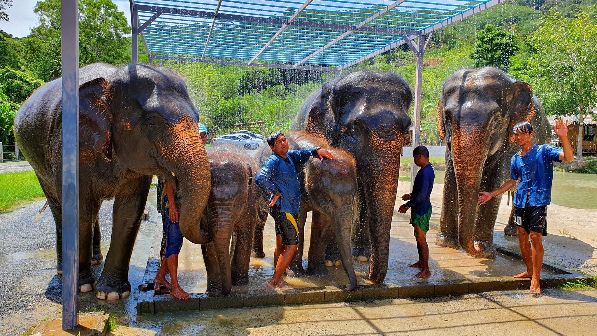 Mahouts cuidando de elefantes en el Parque Green Sanctuary Elephant Park