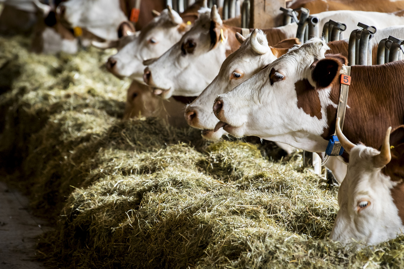 des vaches qui mangent du foin dans l étable