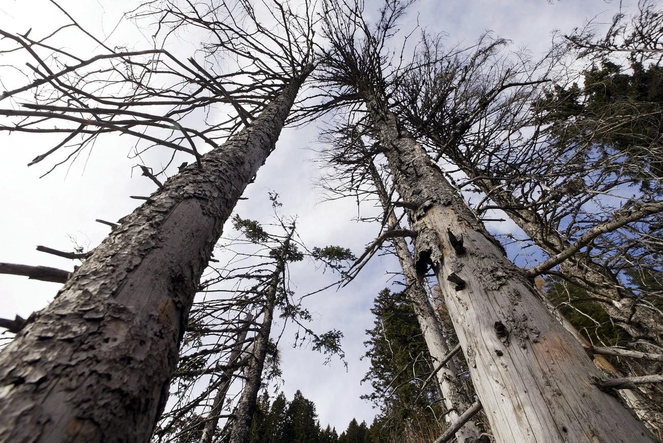 Une forêt qui meurt