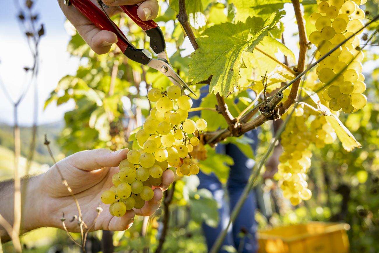 Grapes being cut from the vine in Switzerland