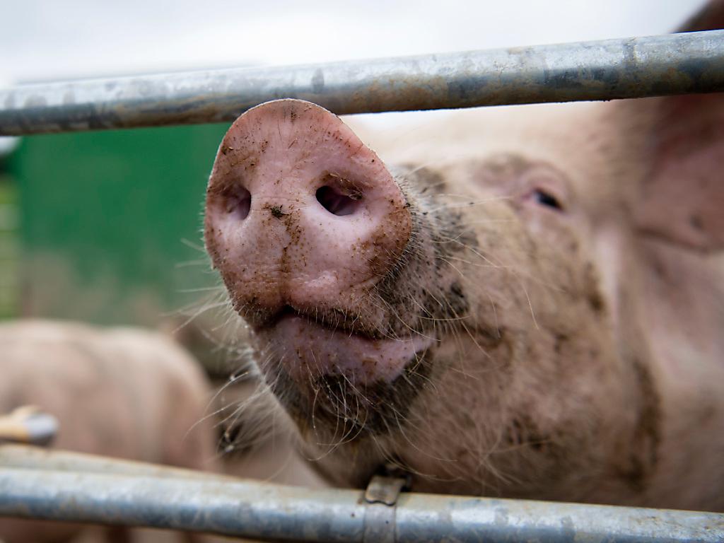 Ein Schwein streckt seine Schnauze durch eine Lücke in einem Zaun.