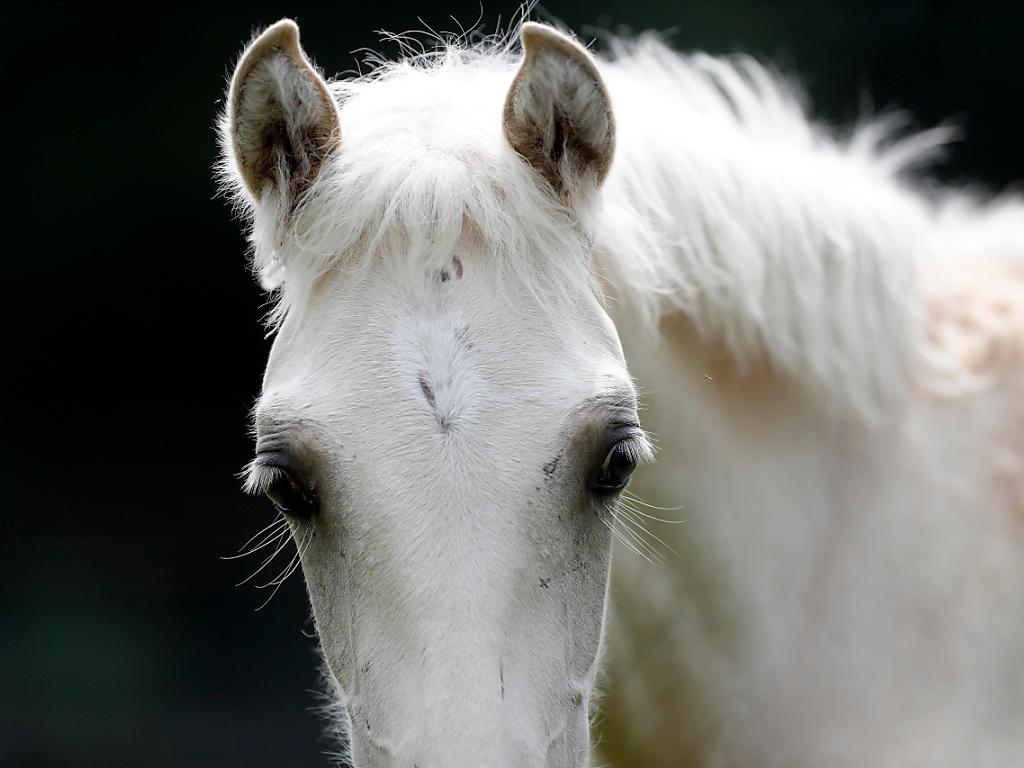 Tête de cheval blanc