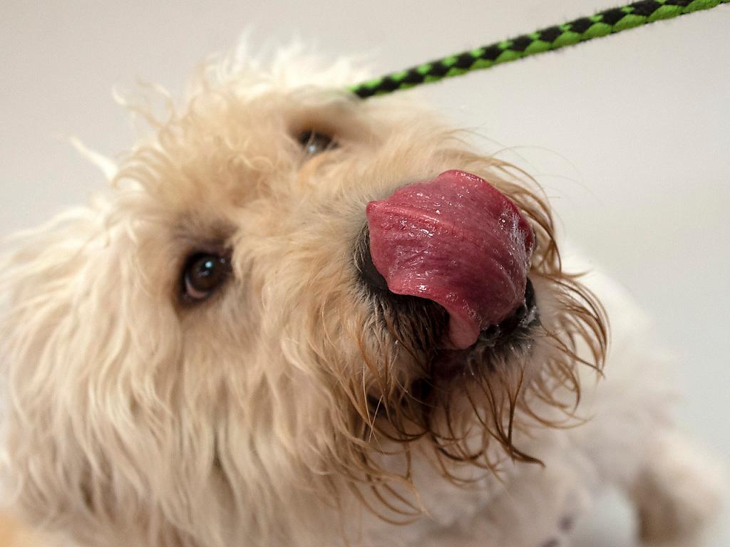 Chien