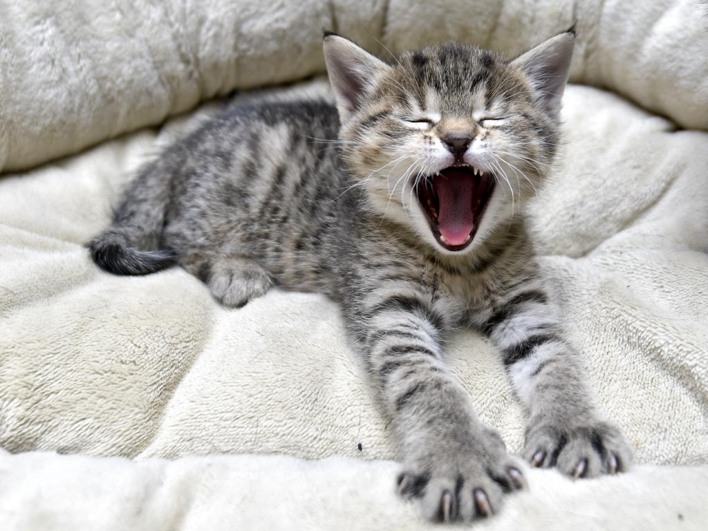 Katze