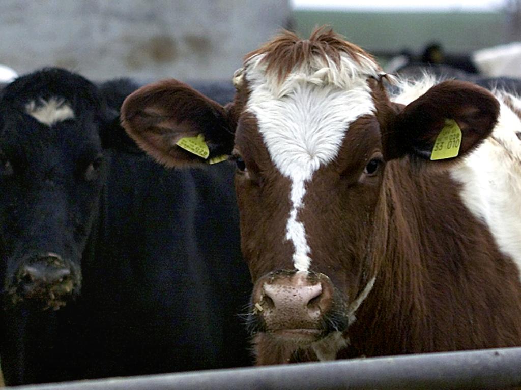 vaches